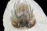 Spiny Kolihapeltis Trilobite - Rare Species #92931-4